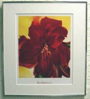 Red Amaryllis 1937